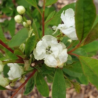 Exochorda x macrantha 'Niagara'